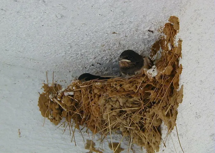 Jaz Апартаменты